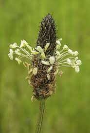Image result for Cyathula lanceolata