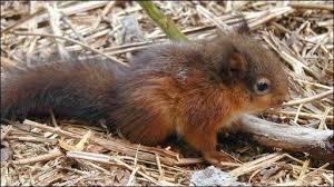 Google Image Result For Http News Bbc Co Uk Media Images 45721000 Jpg 45721915 Squirrel3 416pa Jpg Red Squirrel Squirrel Animals