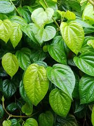 Manfaat dari rebusan daun sirih sangat beragam untuk mengatasi berbagai masalah kesehatan. Khasiat Air Rebusan Daun Sirih Bagi Wanita Keposiasi Com 2 Keposiasi