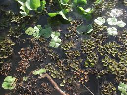 Image result for Marsilea macrocarpa