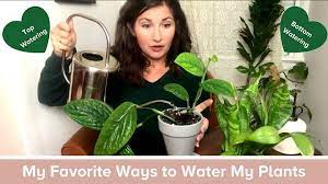 How I Water My Houseplants Top Watering Vs Bottom Watering And One Watering Hack That Doesn T Work Houseplants House Plant Care Water Plants