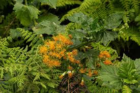 Image result for Gynura scandens