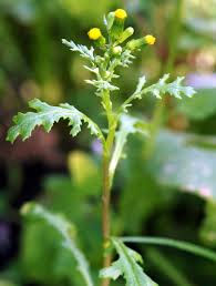 Image result for Senecio cryphiactis