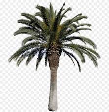 Check spelling or type a new query. Date Palm Tree Png Image With Transparent Background Toppng