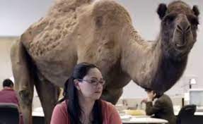 It's what you do' quotesgram these pictures of this page are about:geico camel commercial. Most Memorable Tv Commercial Characters