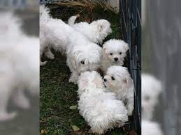 3 girls (first 3 photos) and 2 boys (last 2 photos) looking for a loving home from the 17th july. Male And Female Maltese Puppies Maltese Puppy For Sale Facebook