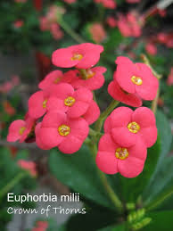 Feb 13, 2020 · pruning is vital to the health of the rose bush, it helps prevent disease by removing areas that may harbor infestations and also encourages flowering. Crown Of Thorns Plant Care How To Grow Euphorbia Milii Indoors