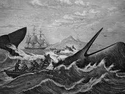 Black and white whale name. Subversive Queer And Terrifyingly Relevant Six Reasons Why Moby Dick Is The Novel For Our Times Fiction The Guardian
