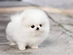 Cute Puppies Wallpapers Top Free Cute Puppies Backgrounds Wallpaperaccess
