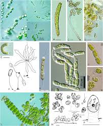 Image result for Carex chlorosaccus