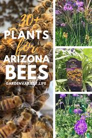 There are several varieties of flowering plants that will survive in the arizona desert. 30 Plants For Arizona Bees Garden Variety Life