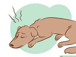 Adenocarcinoma of the lung in dogs pain. 3 Ways To Recognize A Dying Dog Wikihow