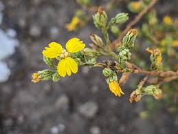 Image result for Cyphia lasiandra