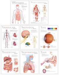 Selection of internal organs in human anatomy. Human Anatomy Chart Set Scientific Publishing