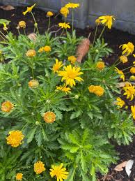 Image result for Euryops chrysanthemoides