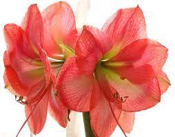 Pin On Wedding Flowers