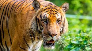 Free shipping on orders over $25 shipped by amazon. Wild Tiger Numbers On The Rise Globally News Dw 11 04 2016