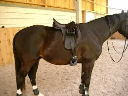 Kurzgurt mit viel ellbogenfreiheit und optimaler druckverteilung von mattes mit hochwertigem lammfell. Mattes Lammfell Kurzgurt Forum Pferd De