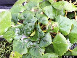 Image result for Trapaceae