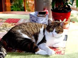 Tagaddi Cats Animals