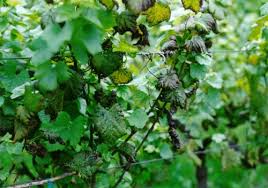 Image result for Grapevine leafroll virus
