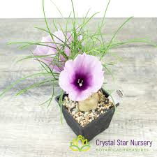 Image result for Ipomoea venosa