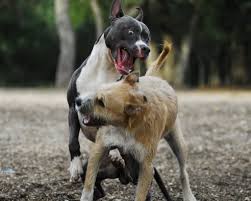Cool Pitbull Dog Angry Attack