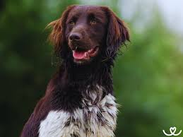 Image result for Velký münsterlandský ohař