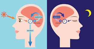 But a cream with melatonin can also boost hair growth or slow down hair loss. Melatonin For Hair Loss Results And Analysis Hairguard