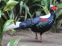 Swinhoe Pheasant Ayam Benggala