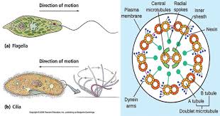 Cilia and flagella are structurally identical structures. Cilia And Flagella Definition Structure Functions And Diagram