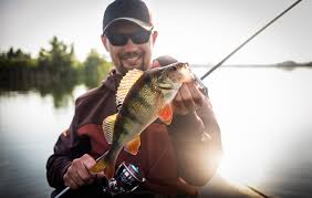 Home » fishing » accessories » best bass lures. 5 Best Perch Lures For 2021 Fishing Fishmasters Com