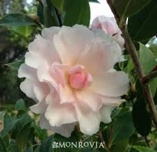 Jury S Pearl Camellia Large Pearl White Flowers Have A Pink Blush And Yellow Stamens A Beautiful Mid Season Bloomer