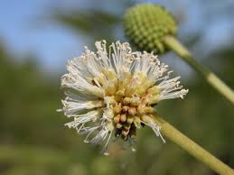 Image result for Leucaena leucocephala