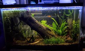Here S My First Planted Tank On Low Light Mode Still Growing In But What Do You Guys Think So Far Aquariums