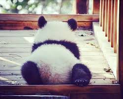 Cuteftw Com Cute Shirts Toys And Accessories Free Shipping Worldwide Panda Bear Funny Panda Pictures Cute Baby Animals