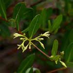 Image result for Cryptolepis oblongifolia