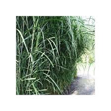 Maybe you would like to learn more about one of these? Chinagras Riesen Chinaschilf Miscanthus Sinensis Giganteus Im 5 Liter Pflanzcontainer Amazon De Garten