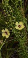 Image result for Sopubia ramosa