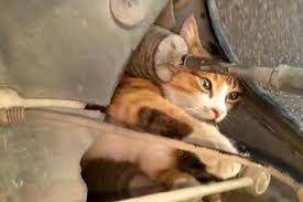 Calisan Motorun Icinden Kedi Cikti Bursada Bugun Bursa Bursa Haber Bursa Haberi Bursa Haberleri Bursa