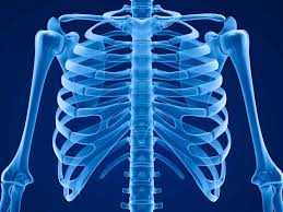 Their function is to protect the organs that lie beneath them. Slipping Rib Syndrome Causes Treatment And Diagnosis