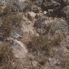 Image result for Agelanthus sambesiacus