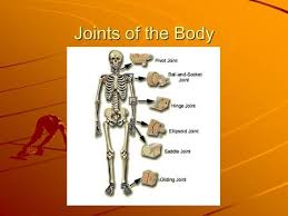 That is an organization of joints by structure. Standard Describe The Structure Of A Joint And The Types Of Joints In The Human Skeleton Ppt Download