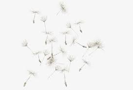 dandelion png clipart dandelion dandelion clipart decoration floating floating object free png download dandelion png clipart dandelion