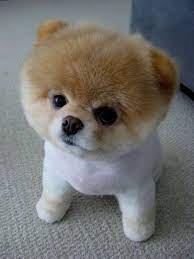 In the last 24 hours shib price is up 2.02 %. 5 Dog Breeds That Are Cuter Than Shiba Inu