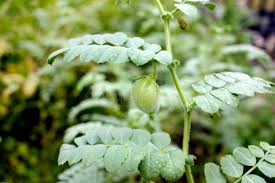 Image result for Cicer