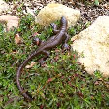 In wirklichkeit handelt es sich in diesem jahr sind die eidechsen zu meiner grossen freude auch bei mir im garten angekommen. Phantastische Eidechse In Tollsten Farben Wie Ein Lebendiges Tier