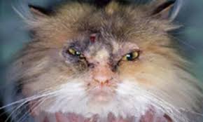 The hairs that come off your dog during a brushing can harbor fungal spores for a long time, so you want to be. Ringworm Animal Allergy Dermatology