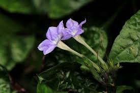 Image result for Asystasia vogeliana