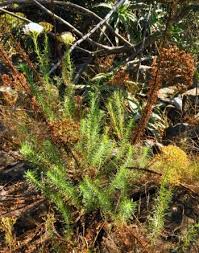 Image result for Selago cecilae